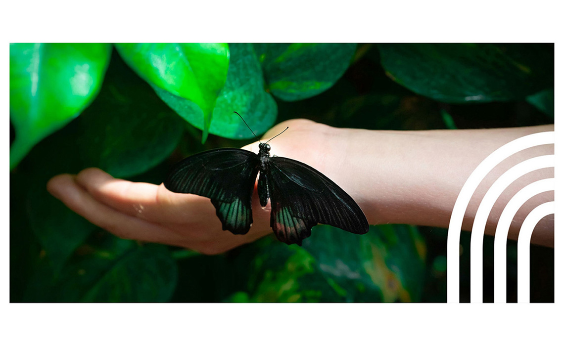 mediaplus-green-consumer-header Mediaplus Green Consumer Header Butterfly Hand